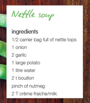 nettle-soup